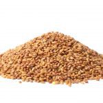 SATVIKK ALFALFA SEEDS 200G SPL